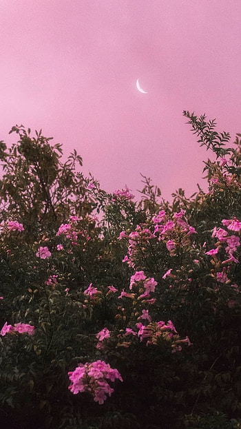 Preety Aesthetic, Preety Flowers HD phone wallpaper