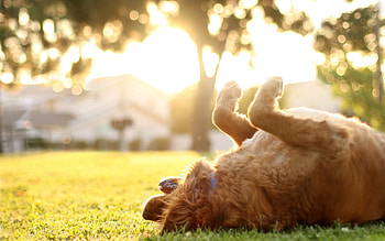 Animals, Shine, Light, Bright, To Lie Down, Lie, Dog, Playful HD wallpaper