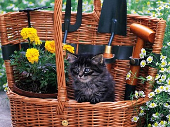 Black Cat on the Trash, kitten, pussy, kitty, animals, cat, flowers, grass, trash HD wallpaper