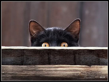 Watching, animal, kitten, watch, cat, feline HD wallpaper