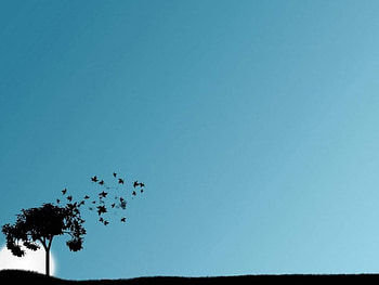 Windy Day, leaves, sun, silhouette, tree HD wallpaper