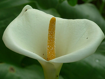 Arum lily, white, flower HD wallpaper