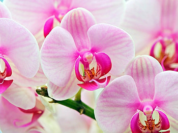 Plants, Flowers HD wallpaper