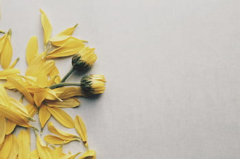 Bright yellow petals scattered on a minimalist background, evoking a sense of simplicity and elegance. HD wallpaper