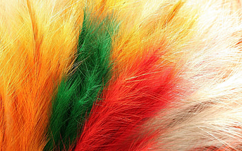 Feather, Macro, Multicolored, Motley, Fur HD wallpaper