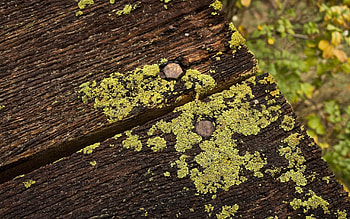 Nature, Moss, Planks, Board, Dampness, Nails HD wallpaper