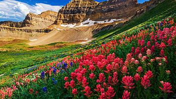 Indian Paintbrush and Lupine, Mount Timpanogos Wilderness, Utah, blossoms, clouds, colors, sky, flowers, mountains, usa HD wallpaper