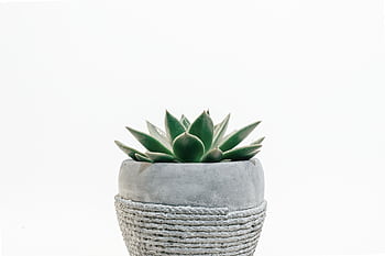 A minimalist close-up of a succulent plant in a textured concrete pot against a white background. HD wallpaper
