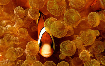 Captivating clownfish background, , Beautiful aquatic life, Underwater charm HD wallpaper