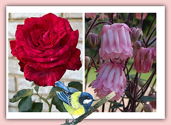 FLOWER COLLAGE, FLOWERS, NATURE, COLLAGE HD wallpaper