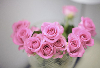 Pink roses, bouquet, macro nature, lovely, beauty HD wallpaper