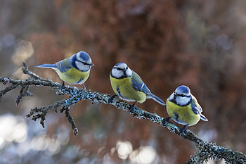 Eurasian blue tit, Cyanistes caeruleus, Bird HD wallpaper