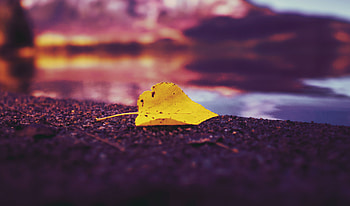 Single Autumn Leaf On Lake, lake, autumn, leaf, nature HD wallpaper