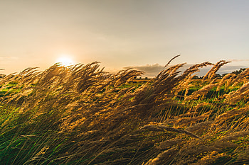 Grassland, plants, flora, sunny day, nature HD wallpaper