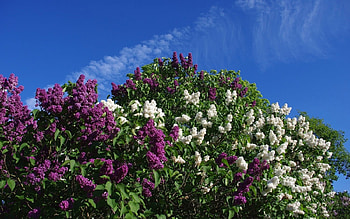 Lilacs, purple, white, flowers, blossom, lilac HD wallpaper