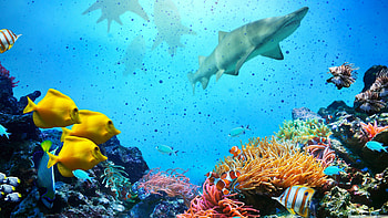 Coral reef, U backgrounds, Nature HD wallpaper