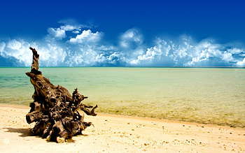 A Day at the Beach, root, beach HD wallpaper