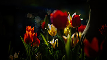 Bouquet of flowers, Flowers, Nature, Bouquet, Petals HD wallpaper