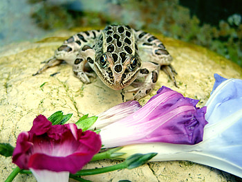 Just A Little Closer, frog, leopard, jump, water HD wallpaper