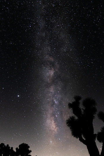Trees, Stars, Night, Dark, Silhouettes, Starry Sky HD phone wallpaper