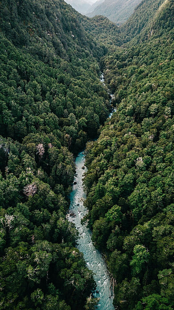 Forest , backgrounds, Nature's retreat, Mesmerizing landscapes HD phone wallpaper