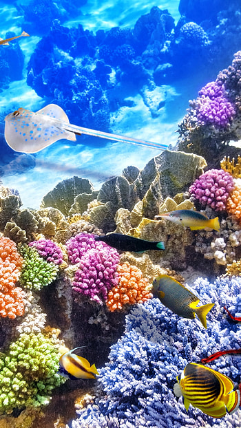 Sea sponge species, Unique underwater creatures, Vibrant marine ecosystem, Invertebrate marine animals HD phone wallpaper