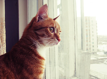 Animals, Cat, Muzzle, Spotted, Spotty, Window, Watch, To Watch HD wallpaper