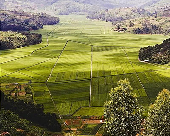 Tea Plantation, Rwanda, trees, tea, plantation, rwanda HD wallpaper