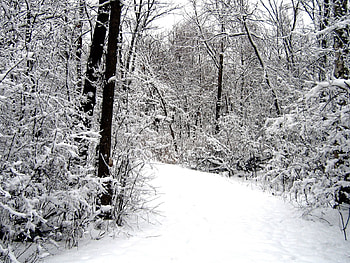 Winter, Nature, Snow, Road, Forest HD wallpaper