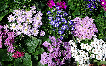 Flowers, Chrysanthemum, Greens, Lot, Different HD wallpaper