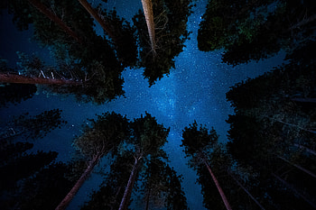 Starry night, nature, sky, trees HD wallpaper