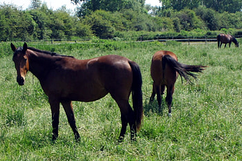Horses, fields, horse, animals HD wallpaper