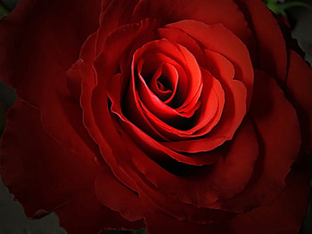 Plants, Flowers, Roses HD wallpaper