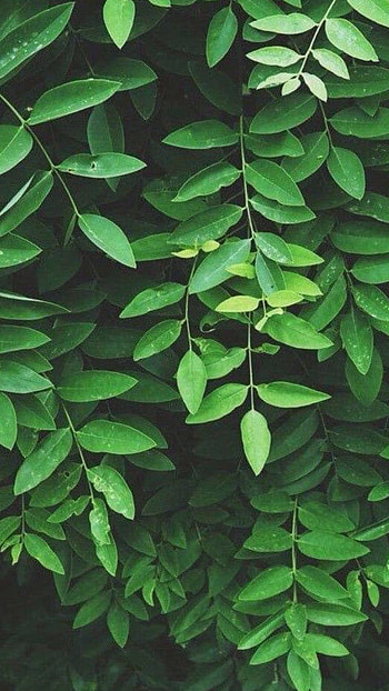 Green Aesthetic, Plant HD phone wallpaper