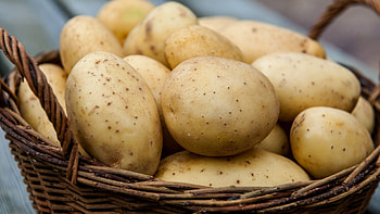 Potatoes , Beautiful potato , Versatile vegetable, Delicious ingredients HD wallpaper
