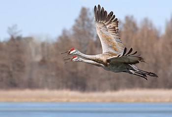 Crane , Bird graphy, Nature's marvel, Feathered beauty HD wallpaper
