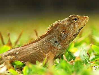 Animals, Grass, Color, Lizard, Reptile HD wallpaper