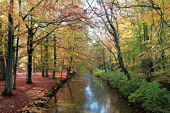 Falling leaves, leaves, nature HD wallpaper