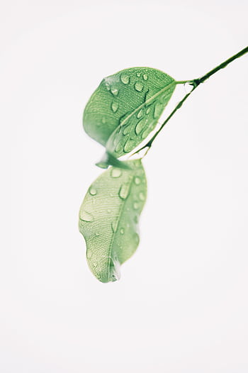 Detailed of fresh green leaves with dewdrops, symbolizing freshness and natural beauty. HD phone wallpaper