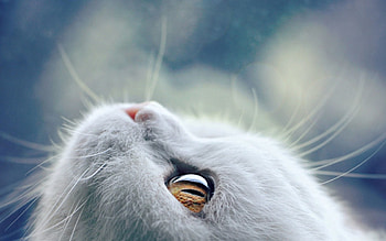 Kitten, pisica, blue, animal, white, face, cat, beauty HD wallpaper