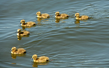 Animals, Birds, Flock, To Swim, Swim, Ducklings HD wallpaper
