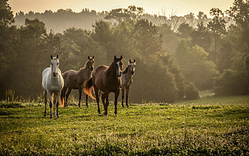 Animals, Trees, Grass, Horses, Fog, Stroll, Herd HD wallpaper
