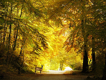 Deer in Trees, trees, beautiful, , deer HD wallpaper