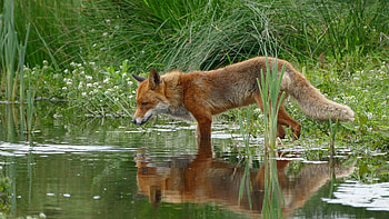Fox near a lake, Animal, fox HD wallpaper