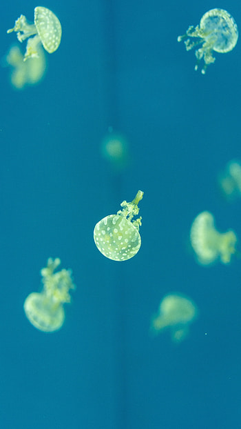 Minimal, yellow, jellyfish HD phone wallpaper