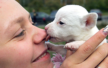 Puppy licks owner, Charity festival, Licks, Owner, Hospital for homeless animals, Oct 6 2007, Puppy, Minsk Belarus HD wallpaper
