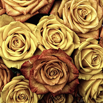 Flowers, Roses, Petals, Buds HD phone wallpaper