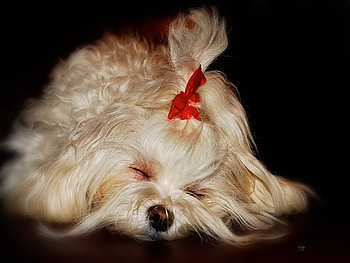 Sleeping beauty, dog, sweet, white, ribbon, cute, sleeping, fluffy, beauty, puppy, pet, adorable HD wallpaper