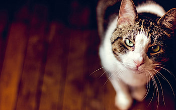 Animals, Grass, Cat, Muzzle, Blur, Smooth, Sight, Opinion HD wallpaper