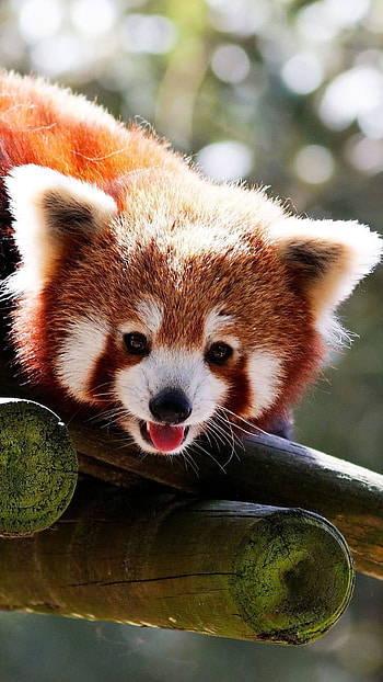 Red panda, Baby Animal HD phone wallpaper